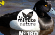 À l’école des canards