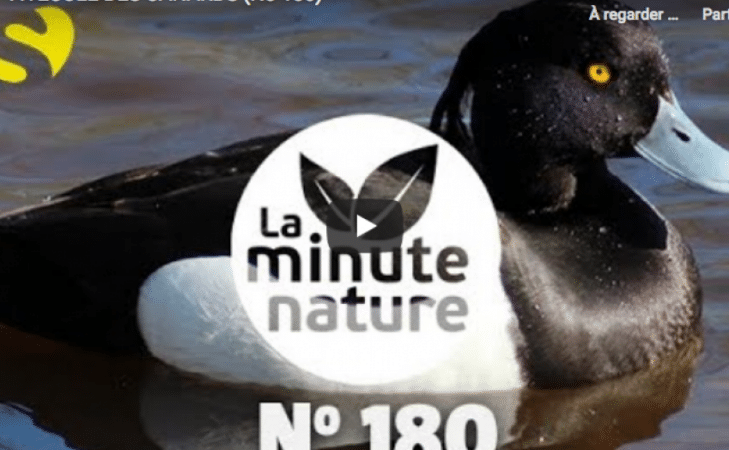 À l’école des canards