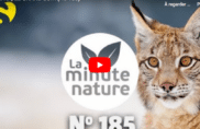 Lynx, le grand soir
