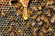 [Podcast] – Les abeilles pensent-elles ? Et à quoi nous font-elles penser ?