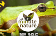 La chorale des rainettes