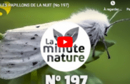 Les papillons de la nuit