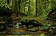 La forêt comme dernière demeure