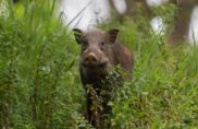 Webinaire 2 « Et si l’environnement était partie prenante dans les décisions de développement de territoire ? »